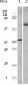 INHA (Inhibin alpha) Antibody